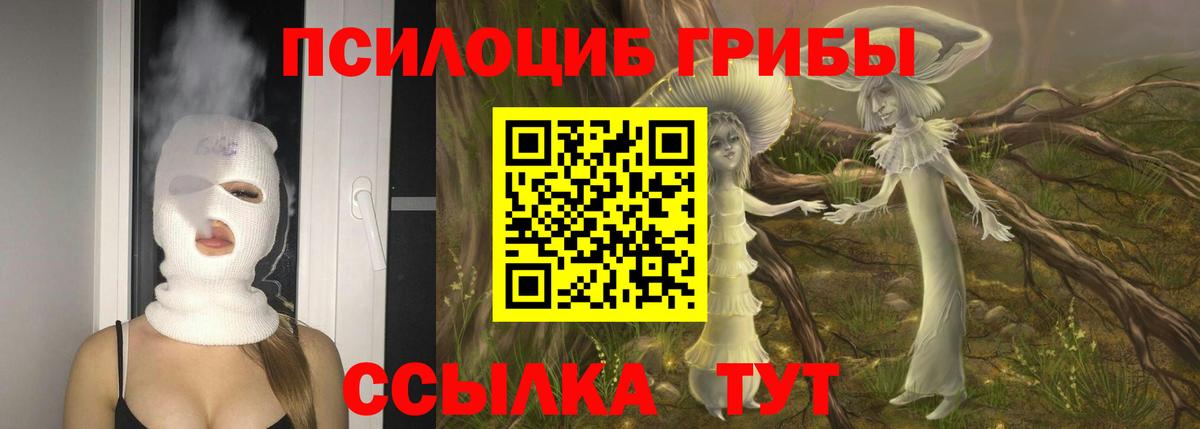 Псилоцибиновые грибы Psilocybe Прохладный